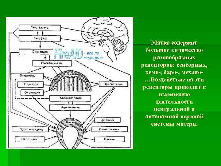 Матка содержит большое количество разнообразных рецепторов: сенсорных, хемо-, баро-, механо…Воздействие на эти рецепторы приводит
