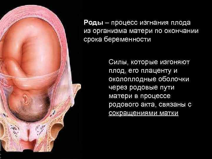 Роды – процесс изгнания плода из организма матери по окончании срока беременности Силы, которые