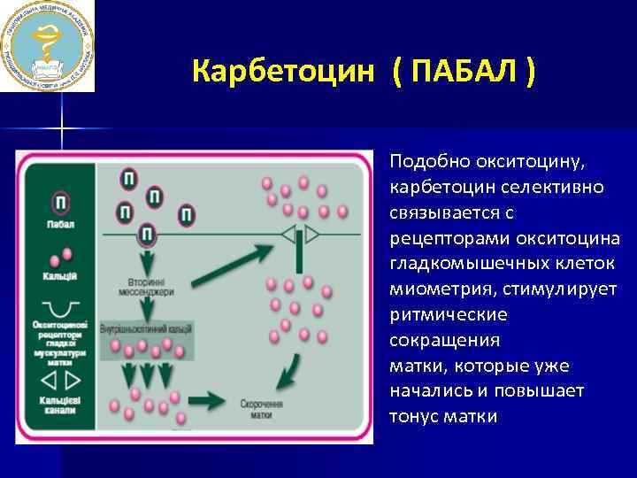 Карбетоцин ( ПАБАЛ ) Подобно окситоцину, карбетоцин селективно связывается с рецепторами окситоцина гладкомышечных клеток