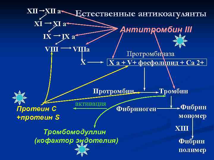 XII a XI Естественные антикоагулянты XI a IX VIII Антитромбин III IX a VIIIa