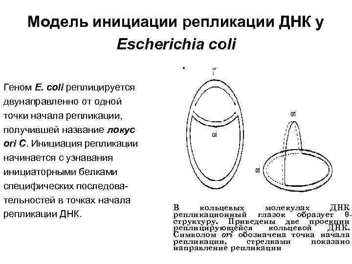 Модель инициации репликации ДНК у Escherichia coli • Геном Е. coli реплицируется двунаправленно от