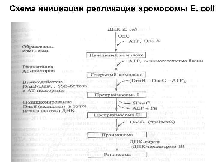 Схема инициации репликации хромосомы E. coli 