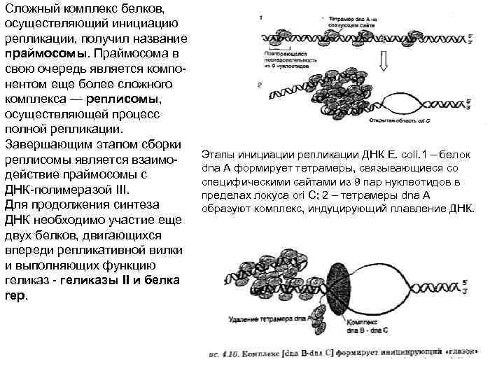 Сложный комплекс белков, осуществляющий инициацию репликации, получил название праймосомы. Праймосома в свою очередь является