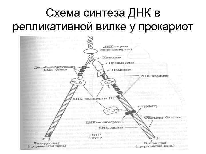 Синтез днк. Схема репликации ДНК прокариот. Схема репликации ДНК эукариот. Синтез ДНК В репликационной вилке. Схема репликативная вилка биохимия.