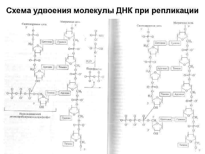 Схема удвоения молекулы ДНК при репликации 