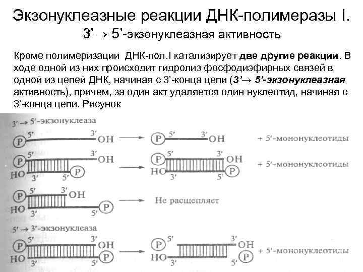 Экзонуклеазные реакции ДНК-полимеразы I. 3’→ 5’-экзонуклеазная активность Кроме полимеризации ДНК-пол. I катализирует две другие