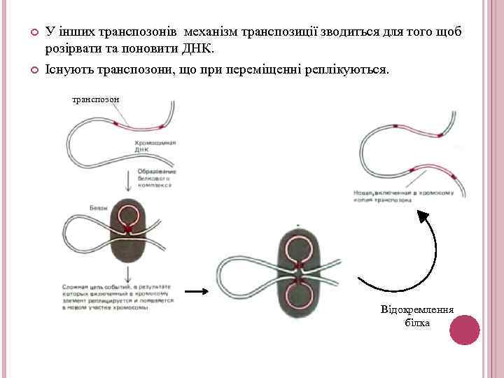  У інших транспозонів механізм транспозиції зводиться для того щоб розірвати та поновити ДНК.