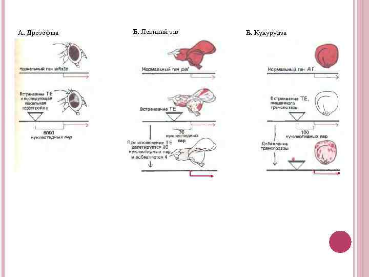 А. Дрозофіла Б. Левиний зів В. Кукурудза 
