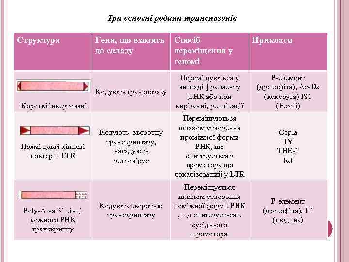 Три основні родини транспозонів Структура Гени, що входять до складу Спосіб переміщення у геномі