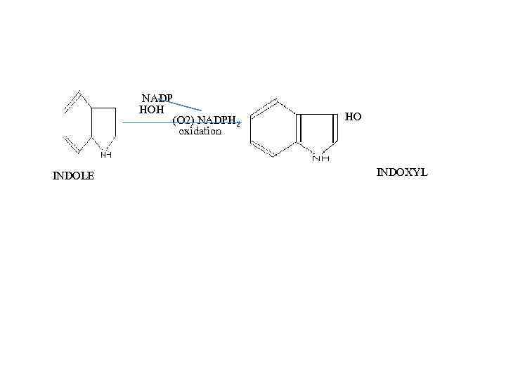  NADP HOH (O 2) NADPH 2 oxidation INDOLE HO INDOXYL 