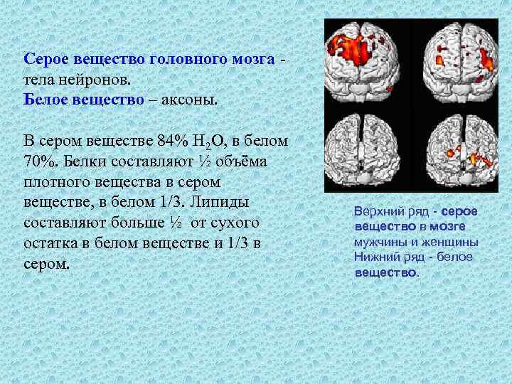 Серое вещество головного мозга тела нейронов. Белое вещество – аксоны. В сером веществе 84%