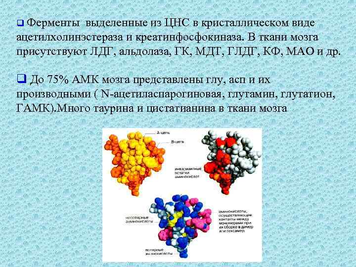 q Ферменты выделенные из ЦНС в кристаллическом виде ацетилхолинэстераза и креатинфосфокиназа. В ткани мозга