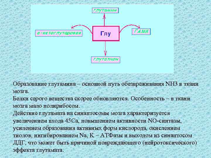 Образование глутамина – основной путь обезвреживания NH 3 в ткани мозга. Белки серого вещества
