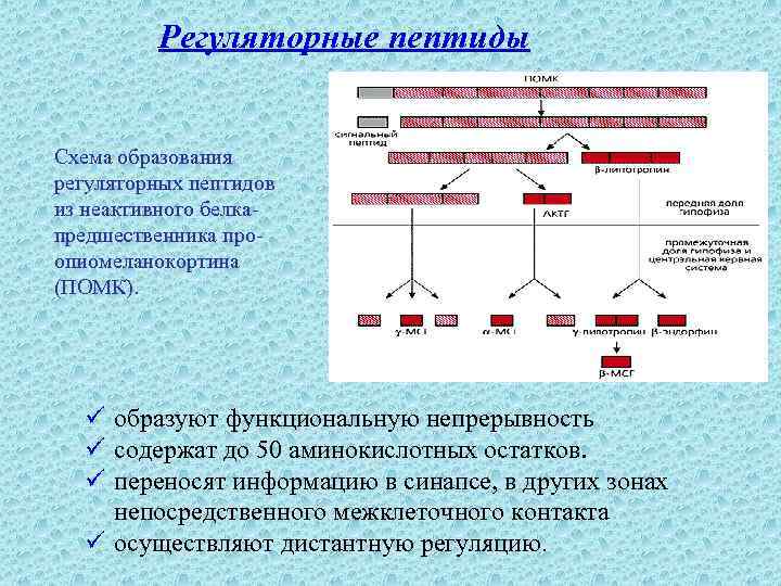 Регуляторные пептиды Схема образования регуляторных пептидов из неактивного белкапредшественника проопиомеланокортина (ПОМК). ü образуют функциональную