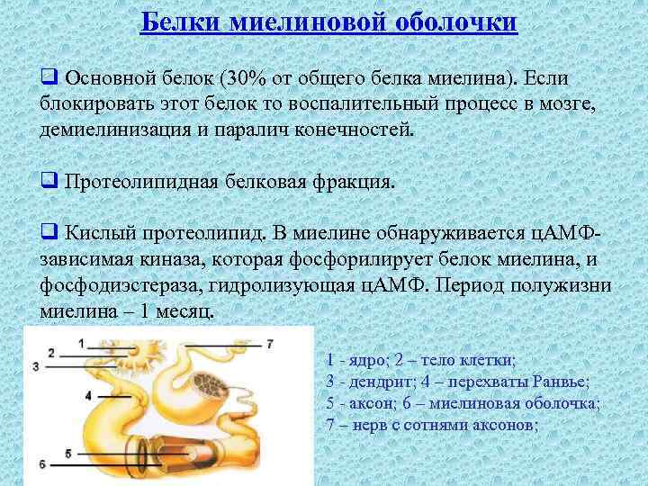 Белки миелиновой оболочки q Основной белок (30% от общего белка миелина). Если блокировать этот