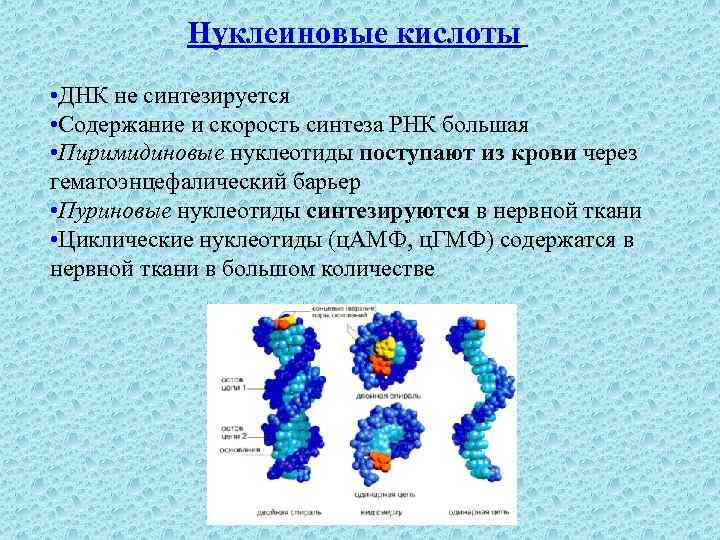 Нуклеиновые кислоты • ДНК не синтезируется • Содержание и скорость синтеза РНК большая •
