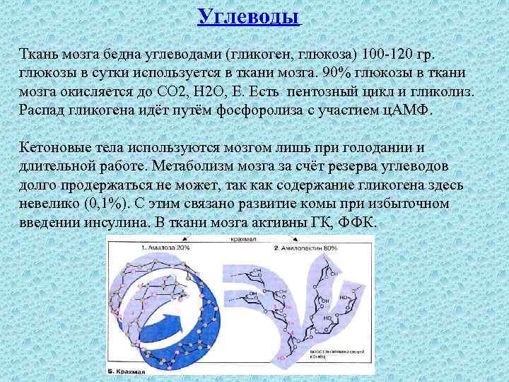 Углеводы Ткань мозга бедна углеводами (гликоген, глюкоза) 100 -120 гр. глюкозы в сутки используется