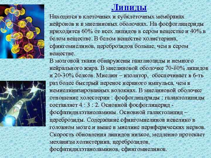 Липиды Находятся в клеточных и субклеточных мембранах нейронов и в миелиновых оболочках. На фосфоглицериды