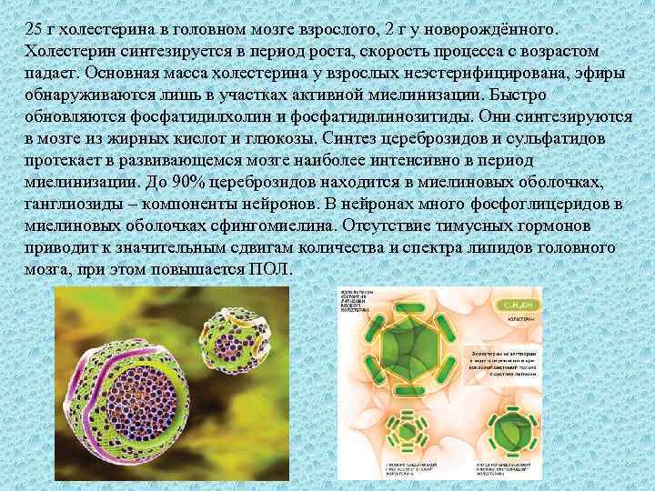 25 г холестерина в головном мозге взрослого, 2 г у новорождённого. Холестерин синтезируется в