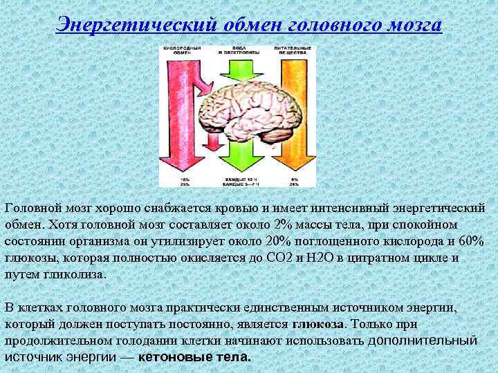 Энергетический обмен головного мозга Головной мозг хорошо снабжается кровью и имеет интенсивный энергетический обмен.