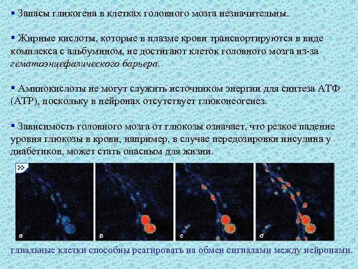 § Запасы гликогена в клетках головного мозга незначительны. § Жирные кислоты, которые в плазме