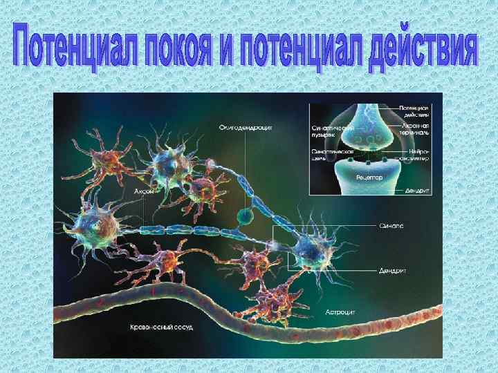 Строение нервной клетки рисунок