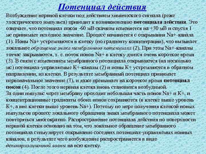 Потенциал действия Возбуждение нервной клетки под действием химического сигнала (реже электрического импульса) приводит к