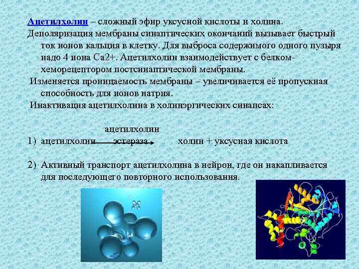 Ацетилхолин – сложный эфир уксусной кислоты и холина. Деполяризация мембраны синаптических окончаний вызывает быстрый