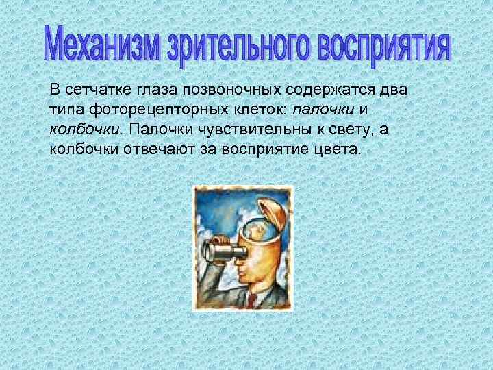В сетчатке глаза позвоночных содержатся два типа фоторецепторных клеток: палочки и колбочки. Палочки чувствительны