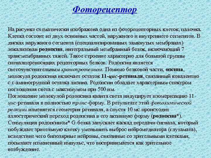 Фоторецептор На рисунке схематически изображена одна из фоторецепторных клеток, палочка. Клетка состоит из двух
