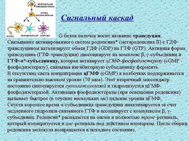 Сигнальный каскад G-белок палочек носит название трансдуцин. Связывание активированного светом родопсина* (метародопсина II) с