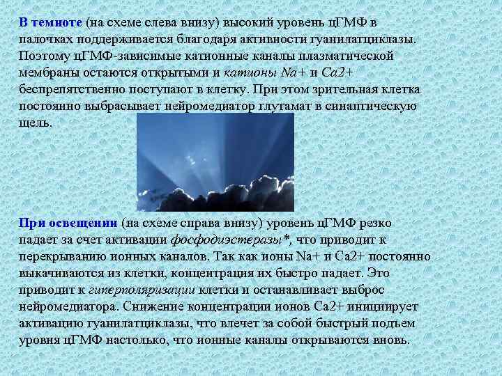 В темноте (на схеме слева внизу) высокий уровень ц. ГМФ в палочках поддерживается благодаря