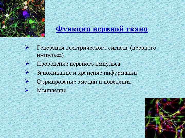 Функции нервной ткани Ø Ø Ø Генерация электрического сигнала (нервного импульса) Проведение нервного импульса