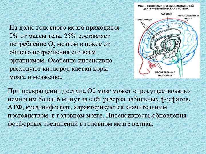 На долю головного мозга приходится 2% от массы тела. 25% составляет потребление O 2