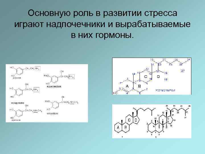 Основную роль в развитии стресса играют надпочечники и вырабатываемые в них гормоны. 