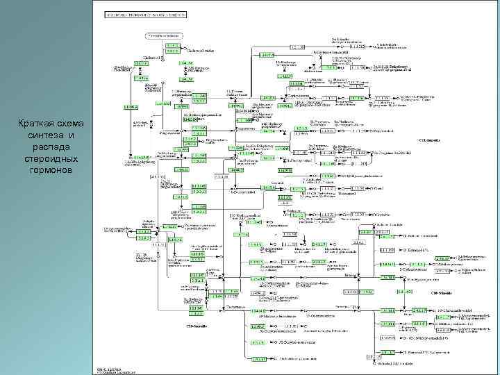 Краткая схема синтеза и распада стероидных гормонов 