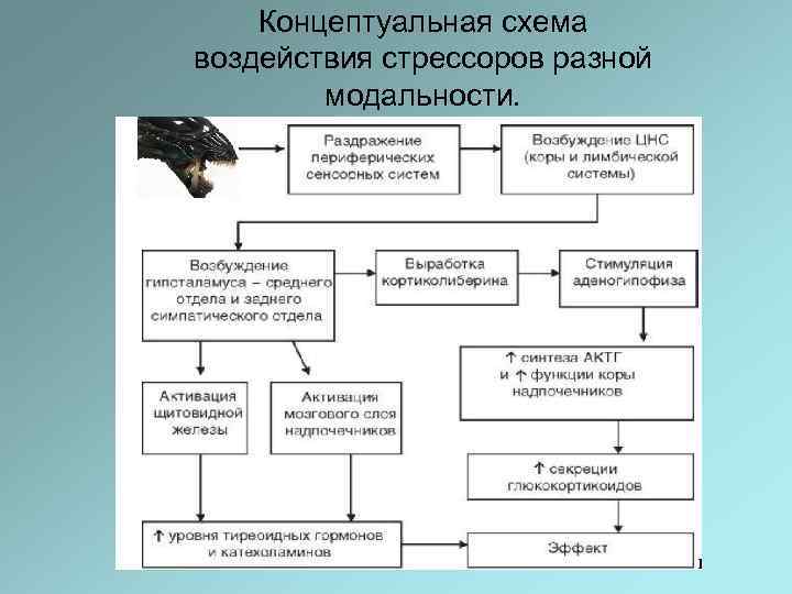 Схема бора биохимия