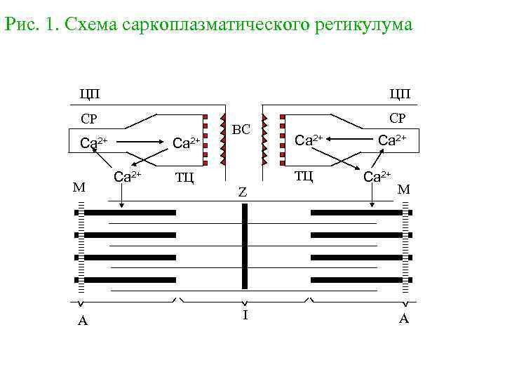 Рис. 1. Схема саркоплазматического ретикулума ЦП ЦП СР СР Ca 2+ M A Ca