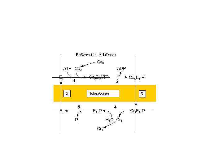 Работа Са-АТФазы Ca 0 ATP Ca 0 E 1 Ca 0 E 1 ATP