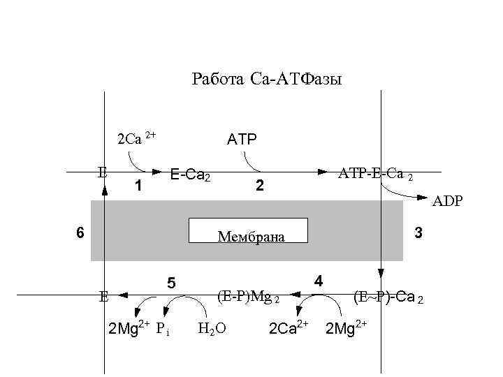 Работа Са-АТФазы 2 Ca 2+ E ATP E-Ca 2 1 6 ATP-E-Ca 2 2