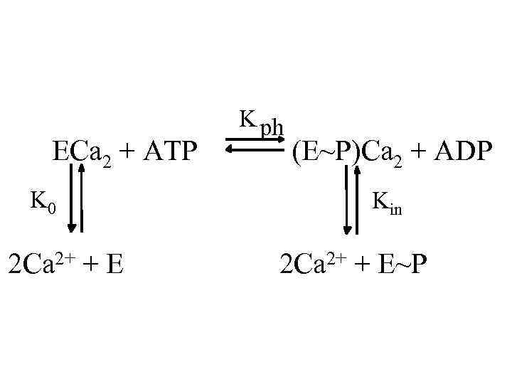 ECa 2 + ATP K 0 2 Ca 2+ + E K ph (E~P)Ca