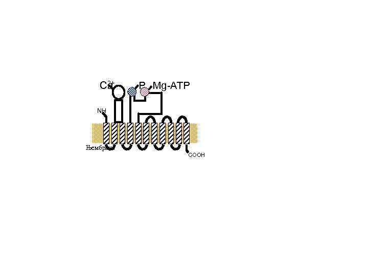 2+ Ca P Mg-ATP NH 2 Њембрана COOH 