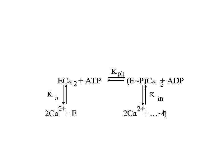 ECa 2 + ATP K K ph (E~P)Ca 2 ADP + K o 2+