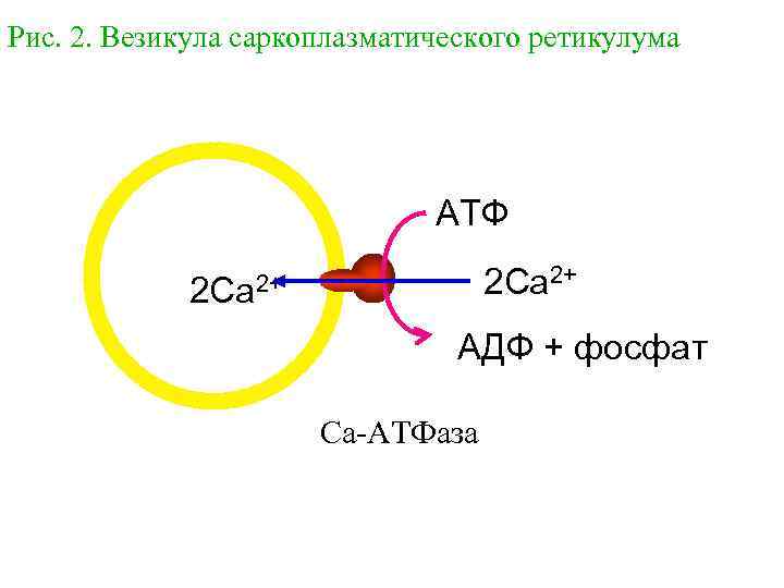 Рис. 2. Везикула саркоплазматического ретикулума АТФ 2 Ca 2+ АДФ + фосфат Ca-АТФаза 