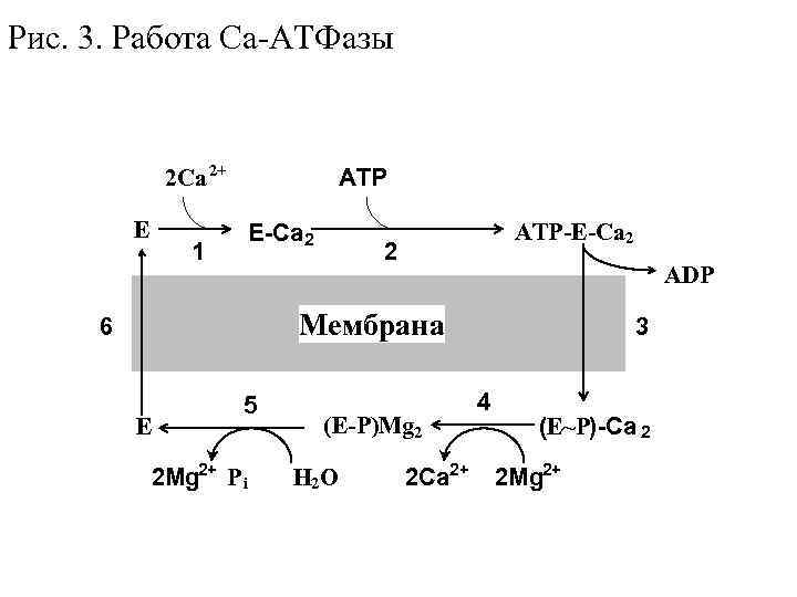 Рис. 3. Работа Са-АТФазы 2 Ca 2+ E ATP E-Ca 2 1 ATP-E-Ca 2