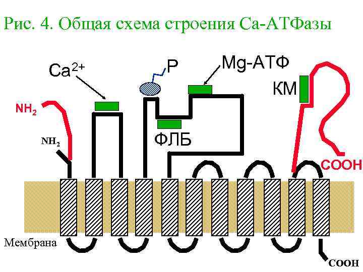 Рис. 4. Общая схема строения Са-АТФазы Ca 2+ P Mg-АТФ КМ NH 2 ФЛБ