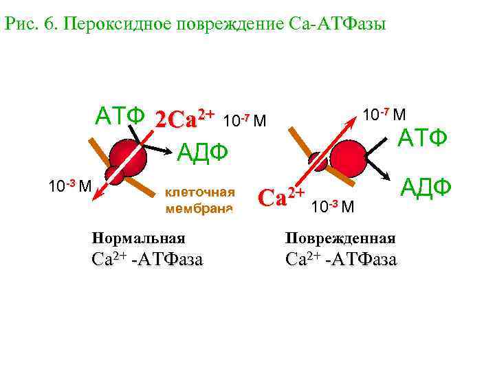 Рис. 6. Пероксидное повреждение Са-АТФазы АТФ 2 Ca 2+ 10 -7 М АТФ АДФ