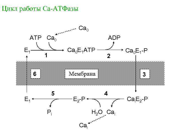 Цикл работы Са-АТФазы Ca 0 ATP Ca 0 E 1 Ca 0 E 1