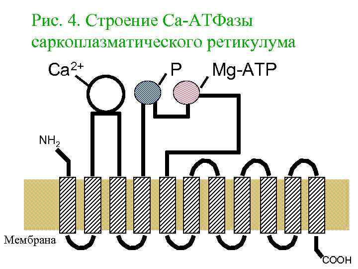 Рис. 4. Строение Са-АТФазы саркоплазматического ретикулума Ca 2+ P Mg-ATP NH 2 Мембрана COOH