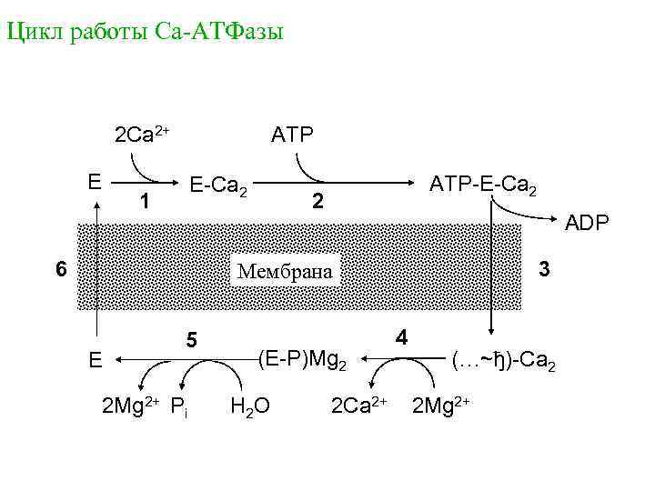 Цикл работы Са-АТФазы 2 Ca 2+ E ATP E-Ca 2 1 6 ATP-E-Ca 2